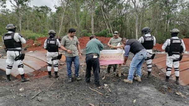 Campeche, entidad con mayor pérdida de árboles en México: WRI