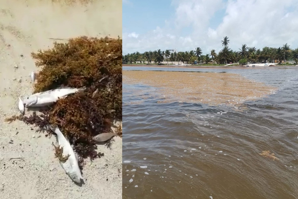 Acumulación de sargazo causa muerte de peces en Mahahual: FOTOS