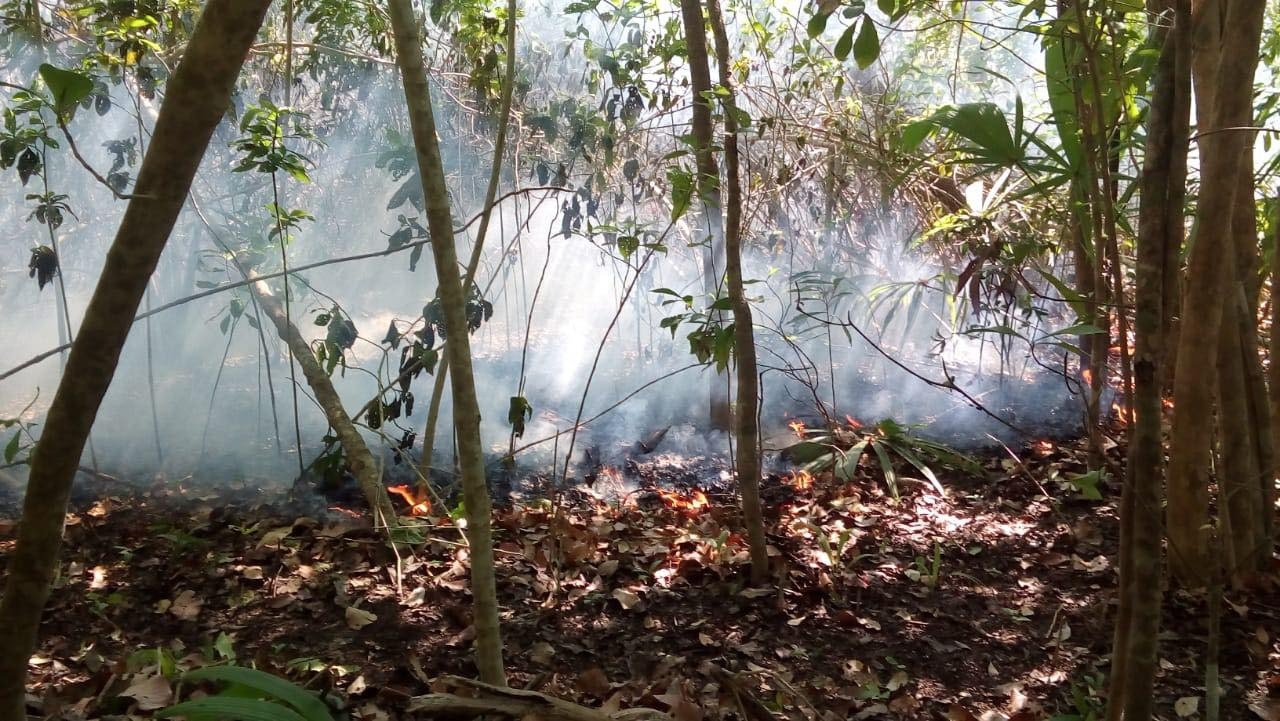 Campeche registra cinco incendios forestales activos: Secretaría de Medio Ambiente
