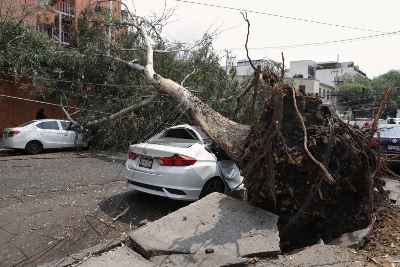 Varios árboles cayeron en la CDMX debido a los fuertes vientos registrados la tarde de este domingo