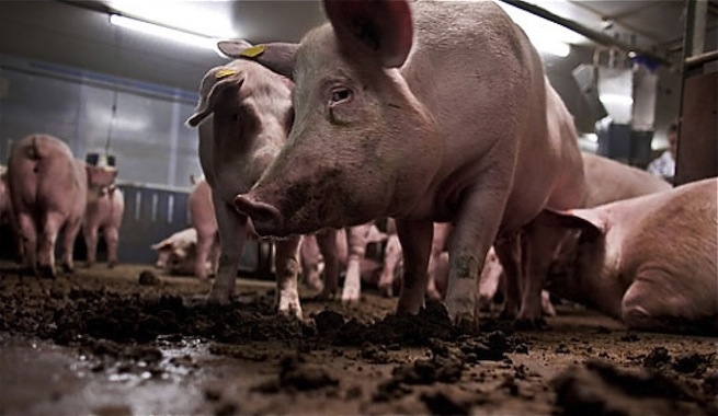 Kekén cuenta con 500 granjas de cerdos, mismas que están afectando el subsuelo de Yucatán