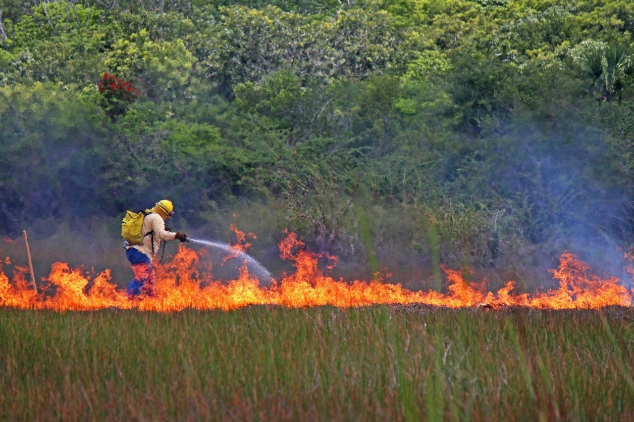 Campeche ha perdido 16 mil hectáreas de vegetación por incendios durante 2022