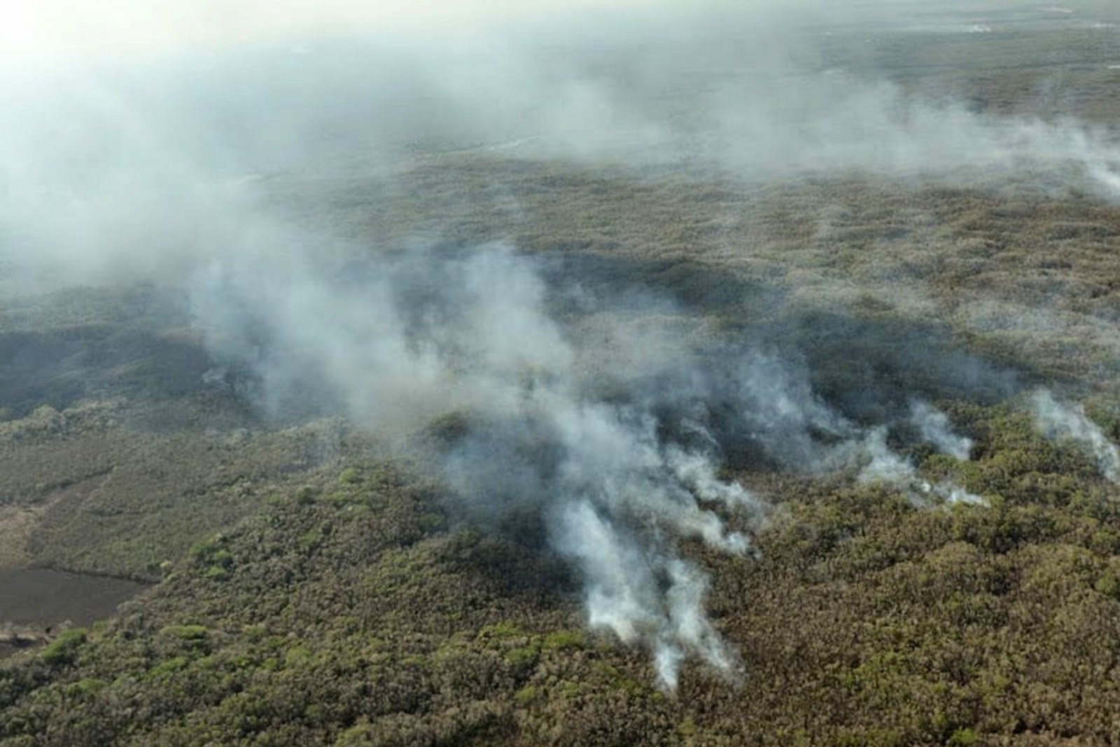 Causas de los incendios en zonas forestales de Yucatán, desconocidas: Conafor