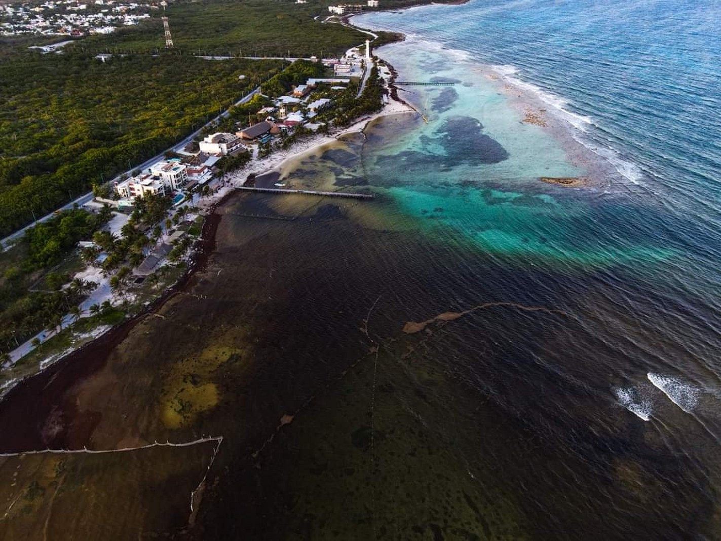 Surada causa acumulación de sargazo en playas de Mahahual, al Sur de Quintana Roo
