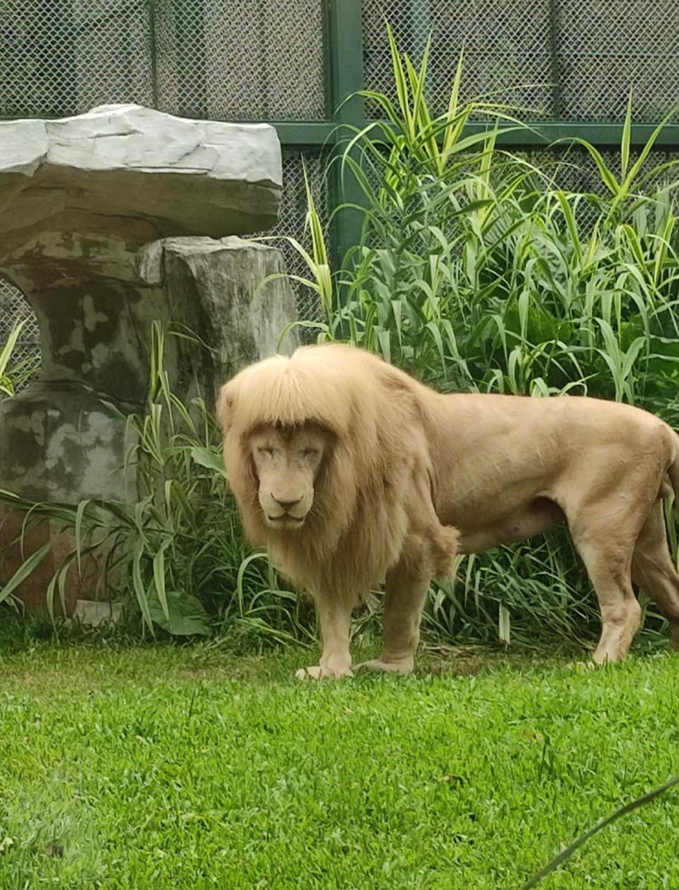 La imagen del león se ha hecho viral por lo raro de su melena