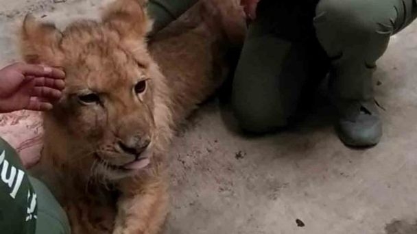Cachorro de león, encontrado en Ecatepec, está fuera de peligro de muerte