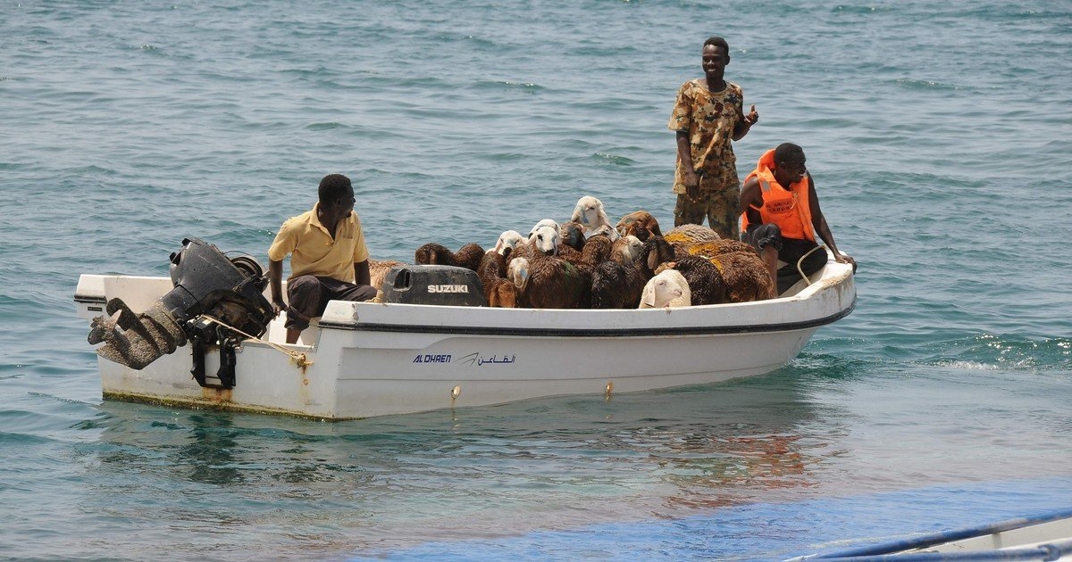 Más de 15 mil ovejas se ahogan en un puerto de Sudán