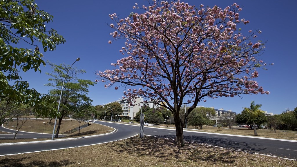 Maculís, el árbol que llena de flores rosas las calles de Mérida, Yucatán