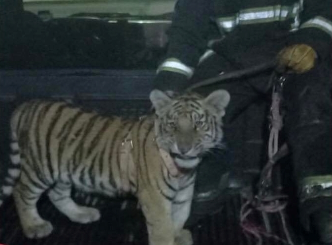 El cachorro de tigre fue trasladado a un veterinario para su valoración. Foto: Especial
