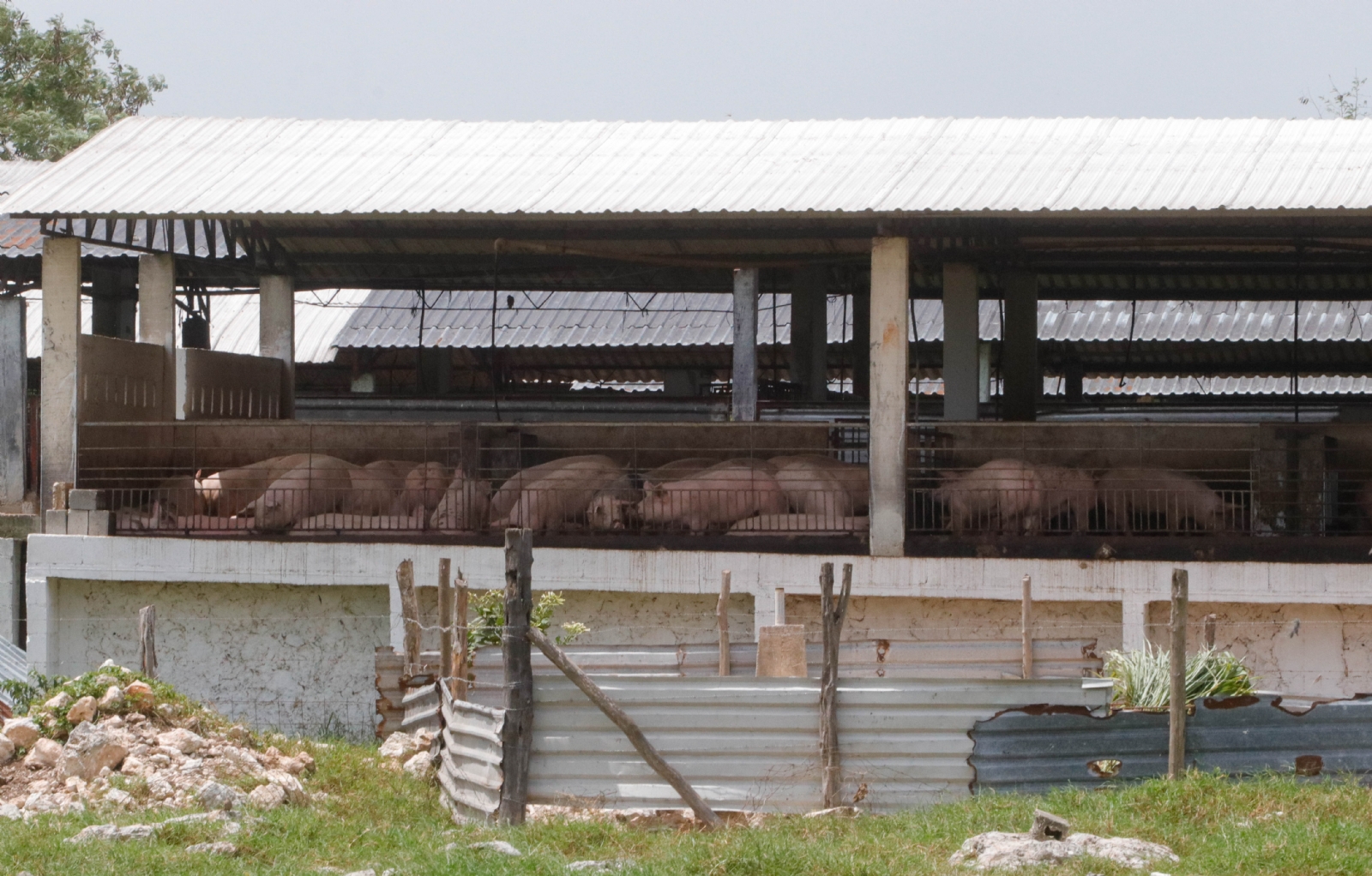 Kaki, empresa señalada por vender cerdo contaminado en Seyé, opera en el Anillo de Cenotes