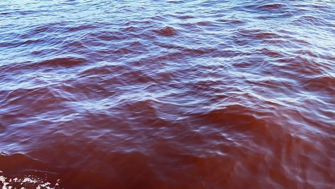 Marea roja en Yucatán: ¿Existe riesgo de ingresar al mar con el fenómeno?