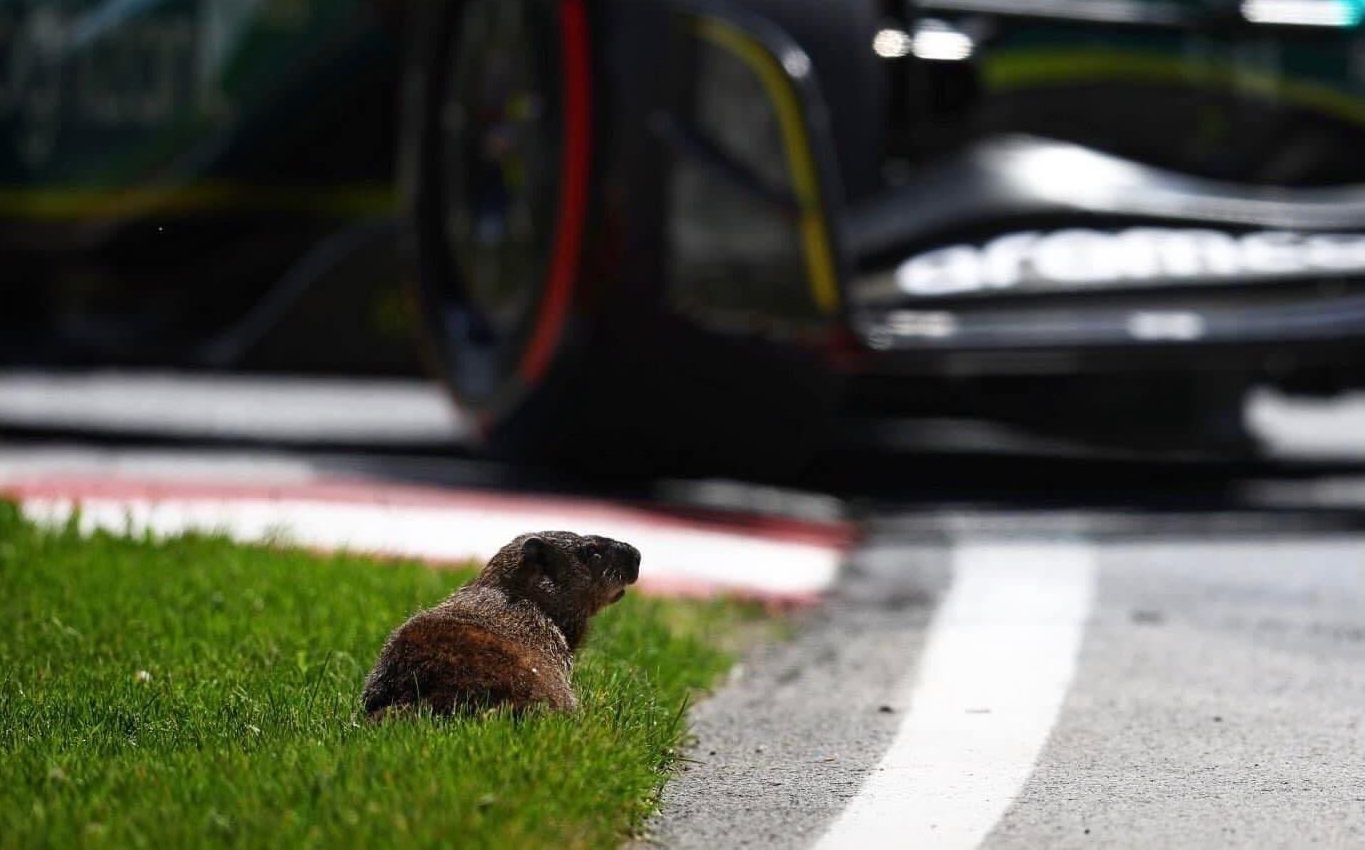 Las marmotas ya son acostumbradas en el Gran Premio de Canadá