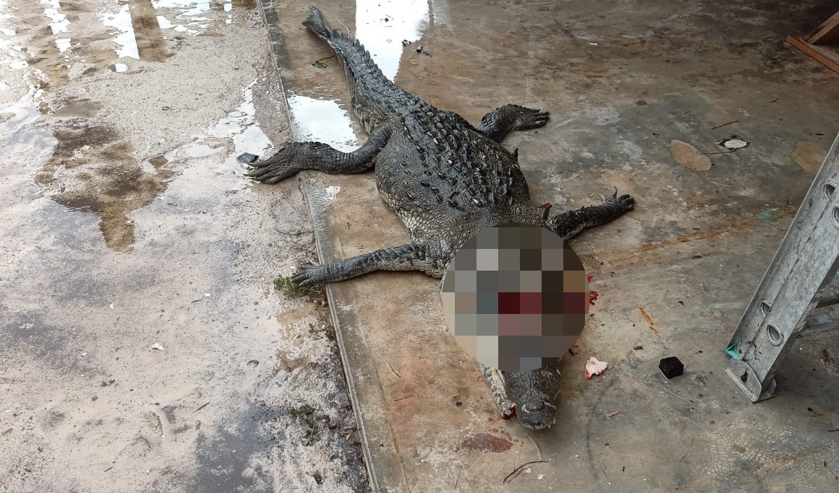 Un cocodrilo intentaba cruzar la carretera a la altura de Bahía Petempich, pero fue atropellado