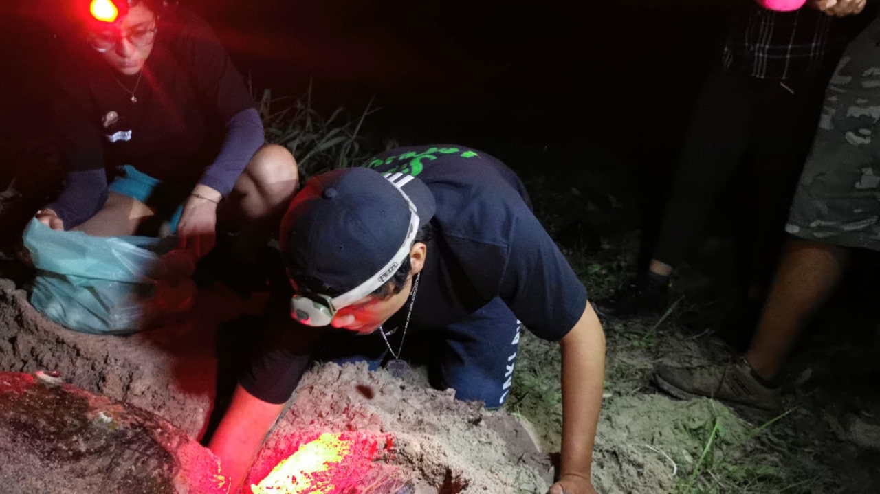 Campamento tortuguero de San Lorenzo, Campeche, prevé récord de anidación este 2022