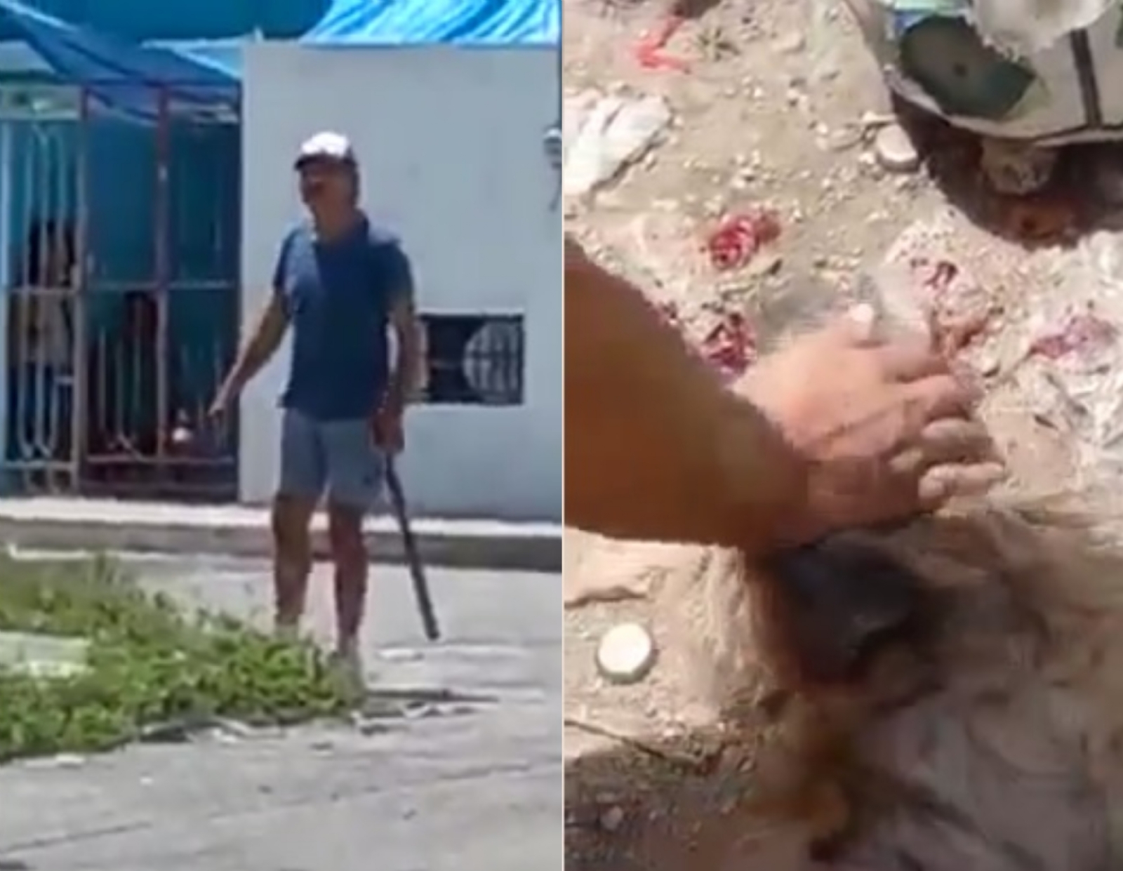 Hombre mata de un palazo a un perrito en la colonia Canto en Mérida: VIDEO