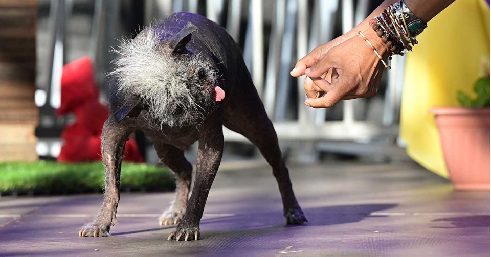 California celebró el viernes su tradicional concurso para encontrar al perrito más feo del mundo