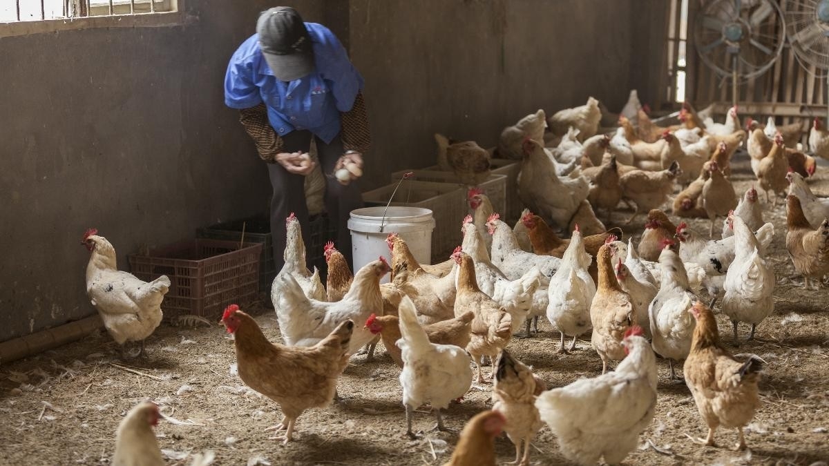 Sacrifican en Campeche más de 5 mil aves por gripe aviar