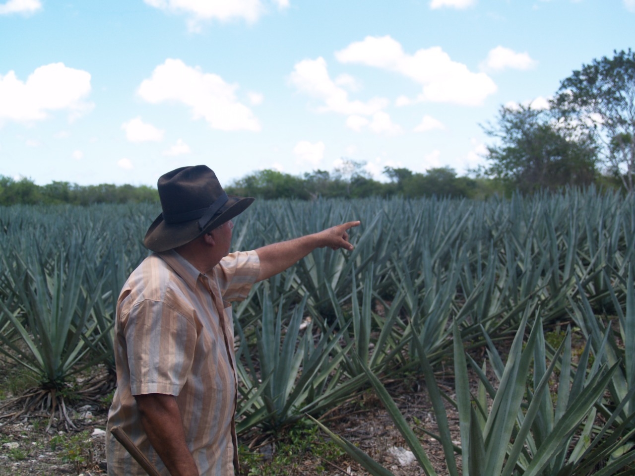 Campesinos de Dzemul buscan rescatar el cultivo del henequén, 'oro verde' de Yucatán