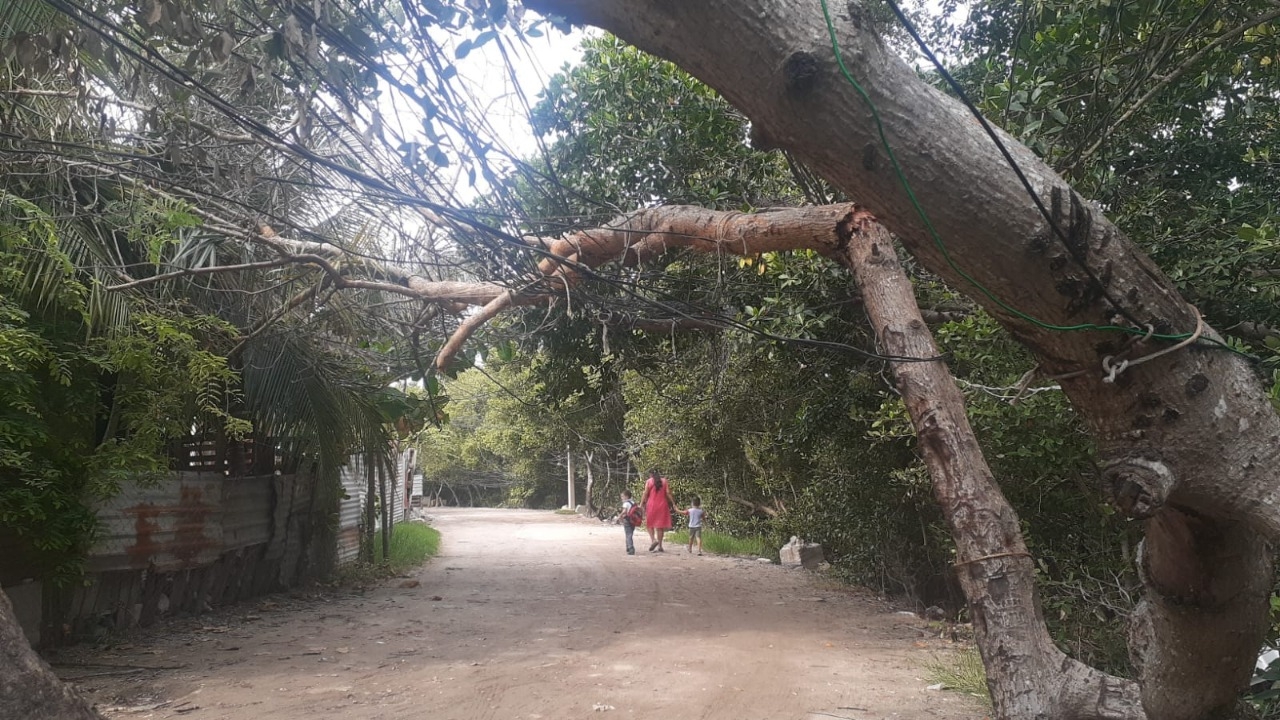 Cae árbol de mangle y deja sin energía eléctrica a colonia de Ciudad del Carmen