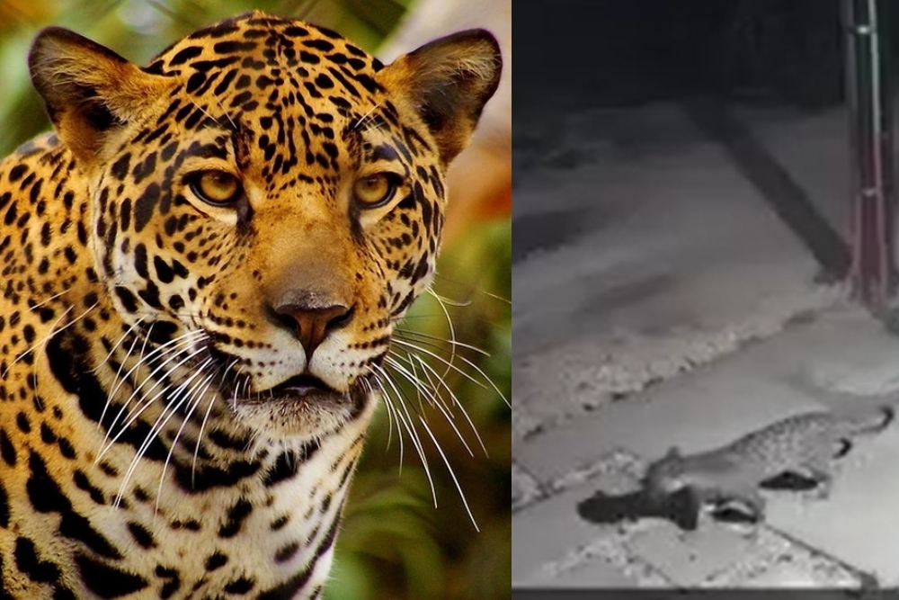 El jaguar fue grabado por una cámara de videovigilancia en el fraccionamiento La Veleta de Tulum