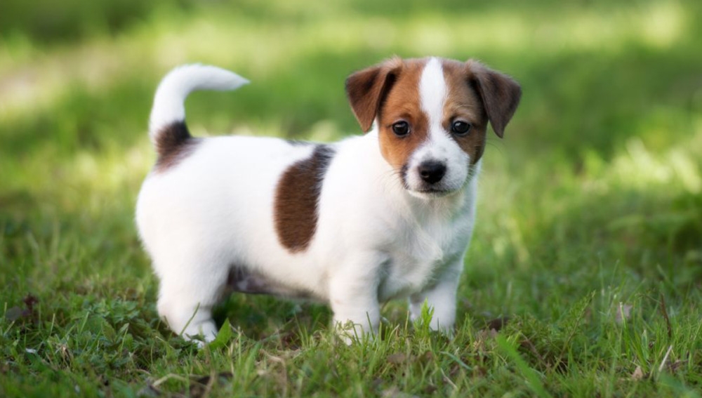 En 2020 se dio el primer caso de COVID-19 en un perro en Asia, por lo que la enfermedad sólo se transmite de humano a mascota