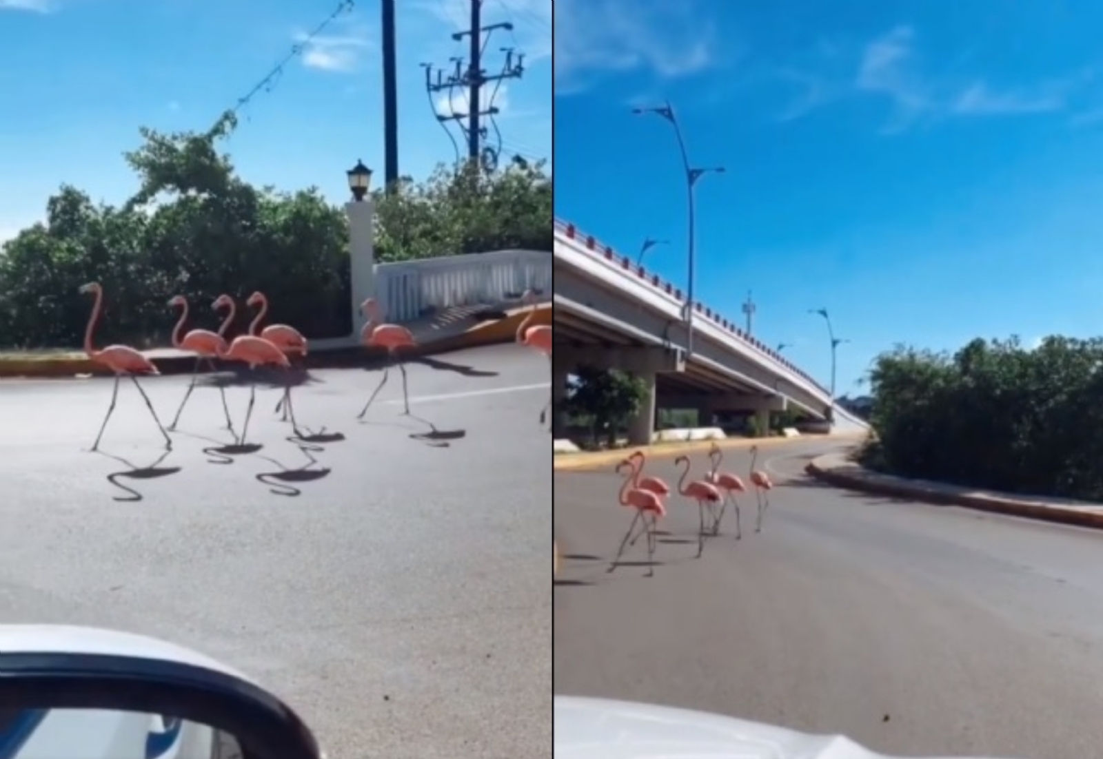 Con elegante caminar, flamencos detienen el tráfico en Progreso, Yucatán: VIDEO