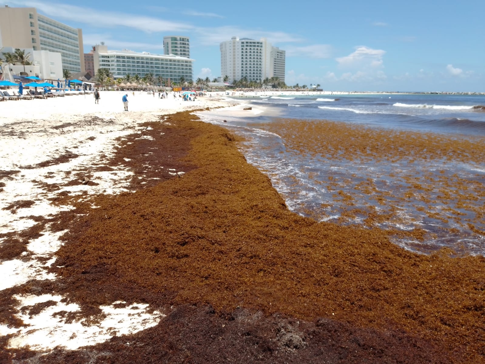 ¿Qué es el sargazo? El alga que "inunda" las costas de Quintana Roo