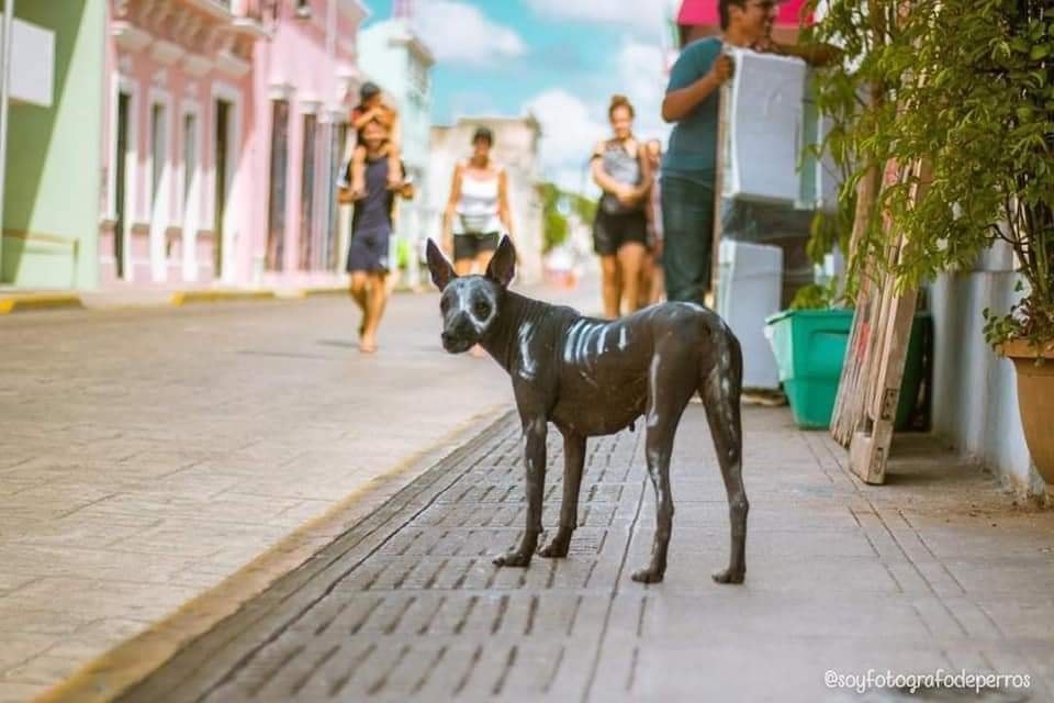 Muere Frida, la perrita xoloitzcuintle más famosa de Mérida