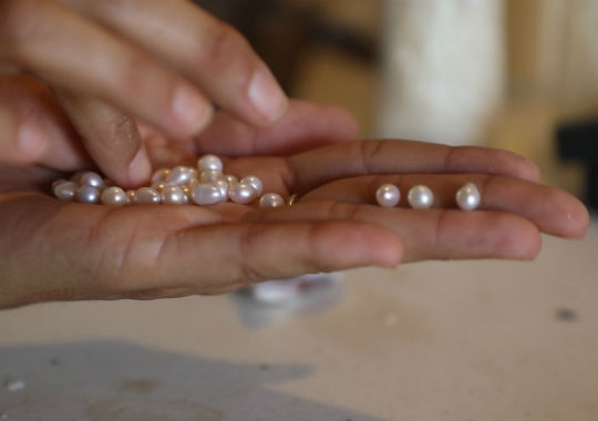 La granja de perlas de la familia Caamaño en Cozumel inició a principios del nuevo milenio y un huracán estuvo a punto de alejarlos de la isla