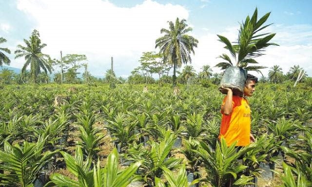 La palma de aceite es un cultivo de carácter intensivo y extensivo