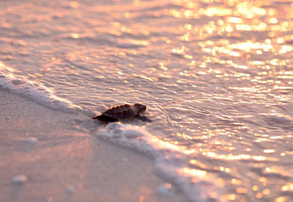 Gobierno de Yucatán libera 89 crías de tortuga Carey en Sisal