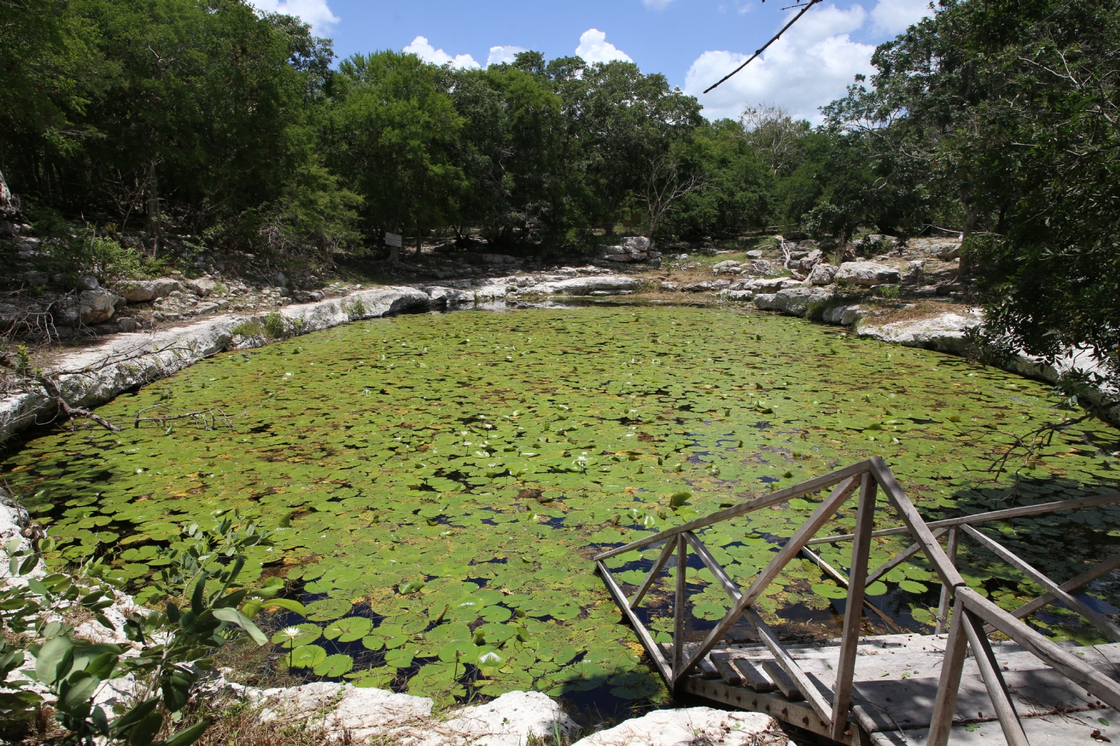 INAH cierra cenote Xlacah de Dzibilchaltún por contaminación de heces fecales