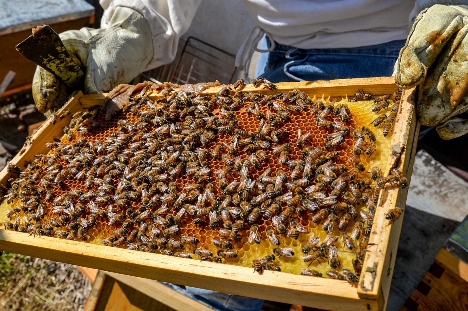 La crisis que enfrentan los apicultores, es de las peores que les ha tocado, declaran