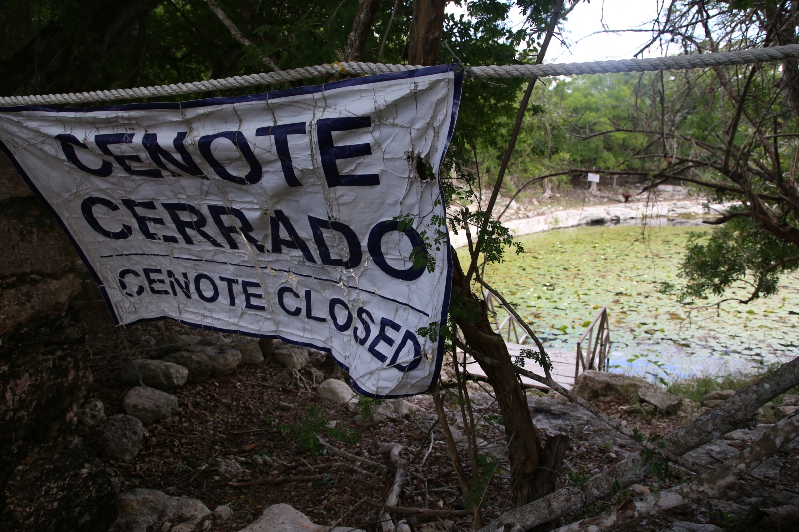 Cenotes de Yucatán 'agonizan' por la contaminación de granjas porcícolas y el boom inmobiliario