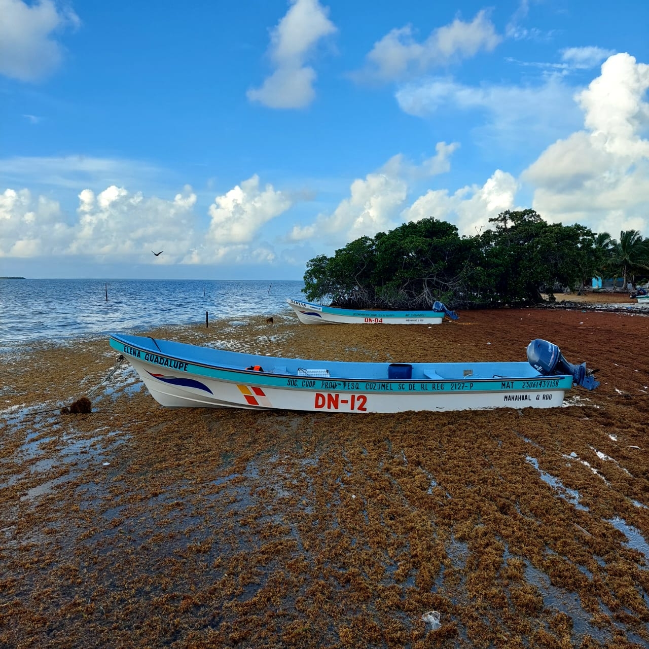 Los pescadores de la Isla María Elena en el municipio de Felipe Carrillo Puerto indicaron que el sargazo no les permite capturar langosta