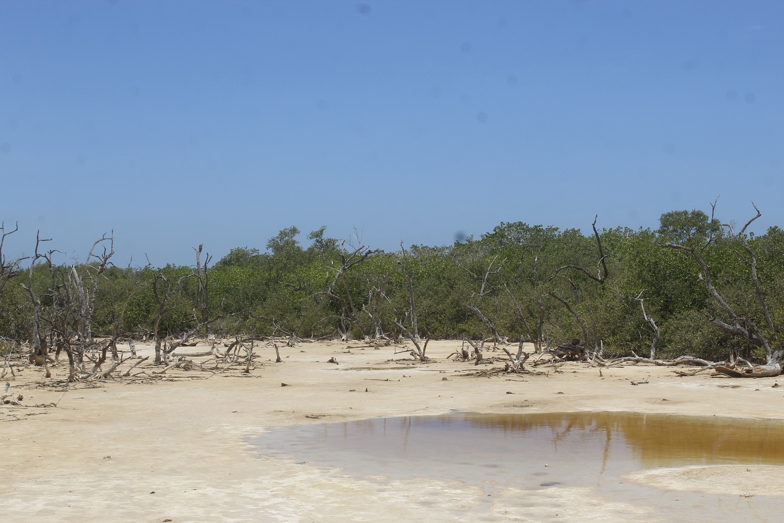 ¡Alerta! Se secan los manglares de la Reserva de Ría Lagartos en Yucatán