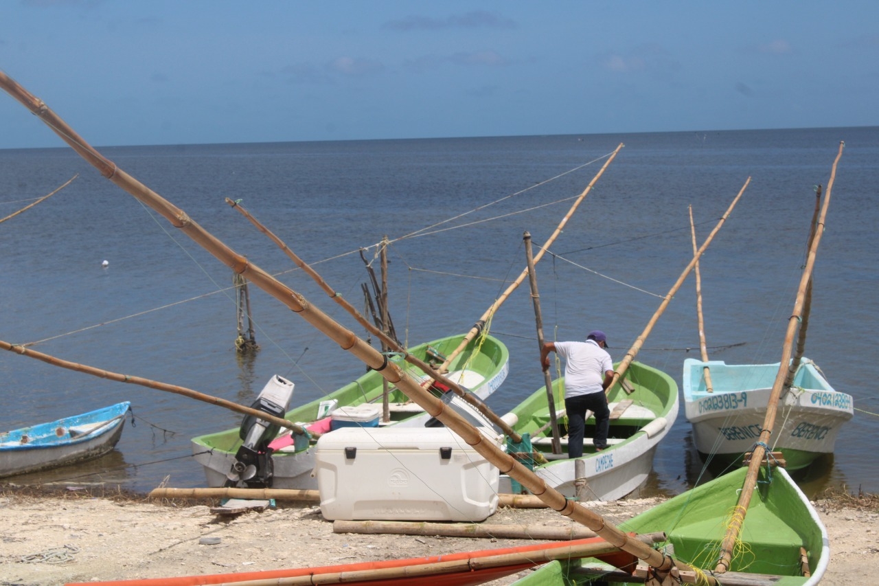 Previo al inicio de la temporada de pulpo, pescadores de Campeche están preocupados por la depredación