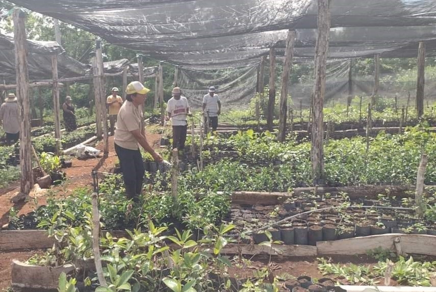 Campesinos de Tizimín buscan nuevos métodos agrícolas que no afecten a sus cosechas