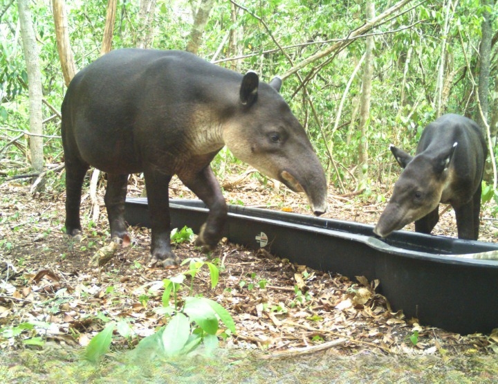 Tapir, habitante de la Biosfera de Calakmul relacionado con el agua