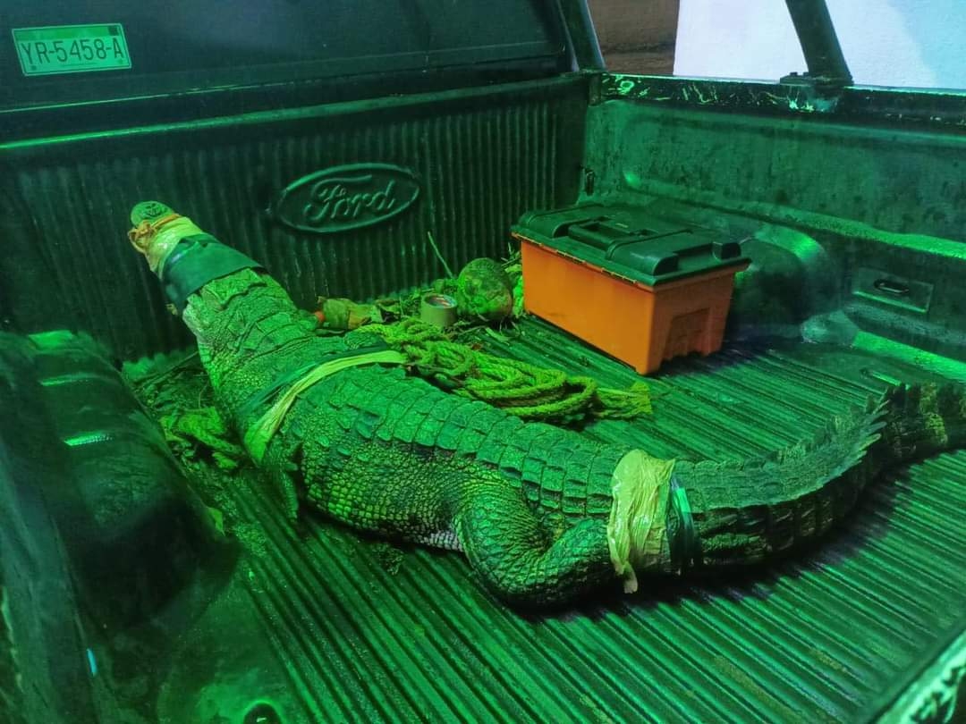Elementos de Protección Civil capturaron al enorme cocodrilo para ponerlo en libertad lejos de zonas habitadas
