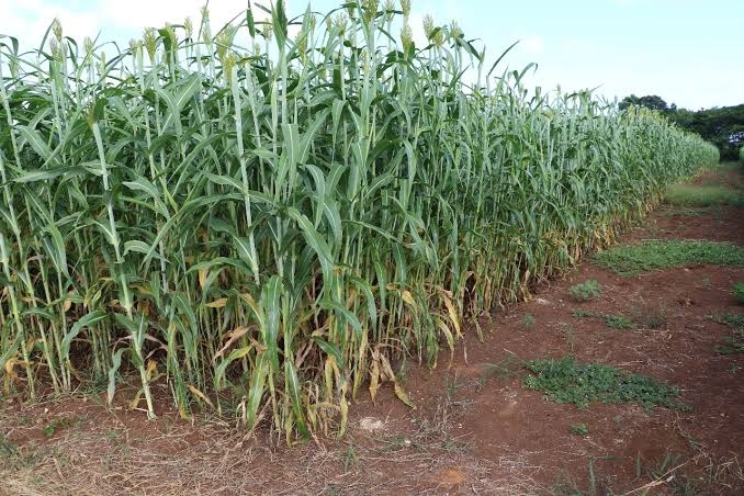 En el municipio de Escárcega que en los cultivos de maíz es donde hay mayor reporte de daños