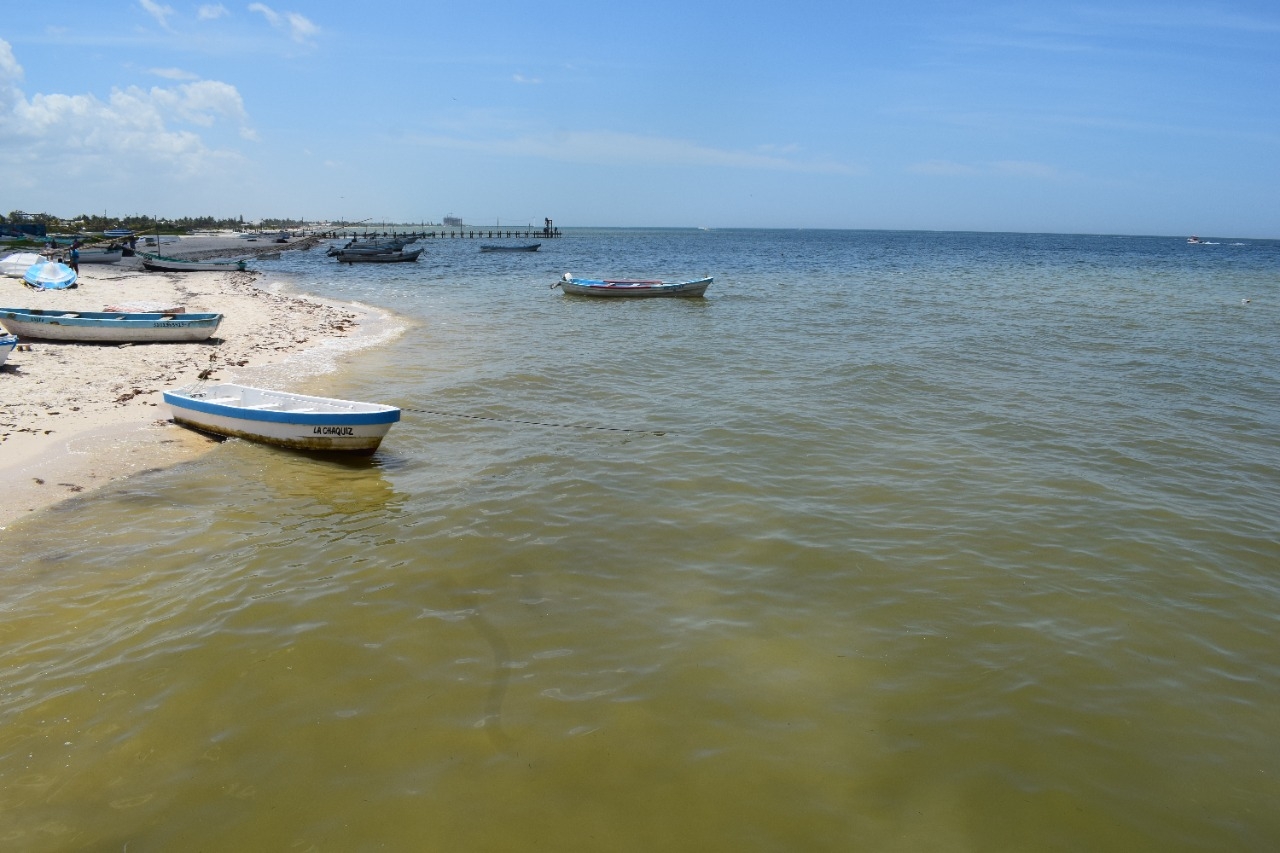 Marea roja se extiende en la costa de Progreso; ahora se encuentra en Chelem