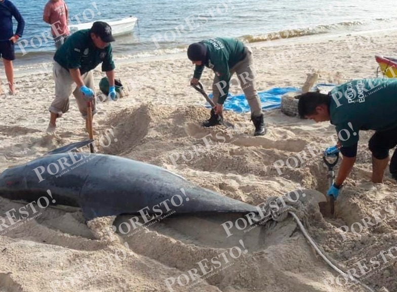 Delfín gigante queda varado en el puerto de Chelem a causa de la marea roja