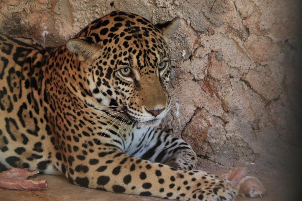 Zoológico La Reina de Tizimín recibirá a un jaguar como nuevo inquilino del parque
