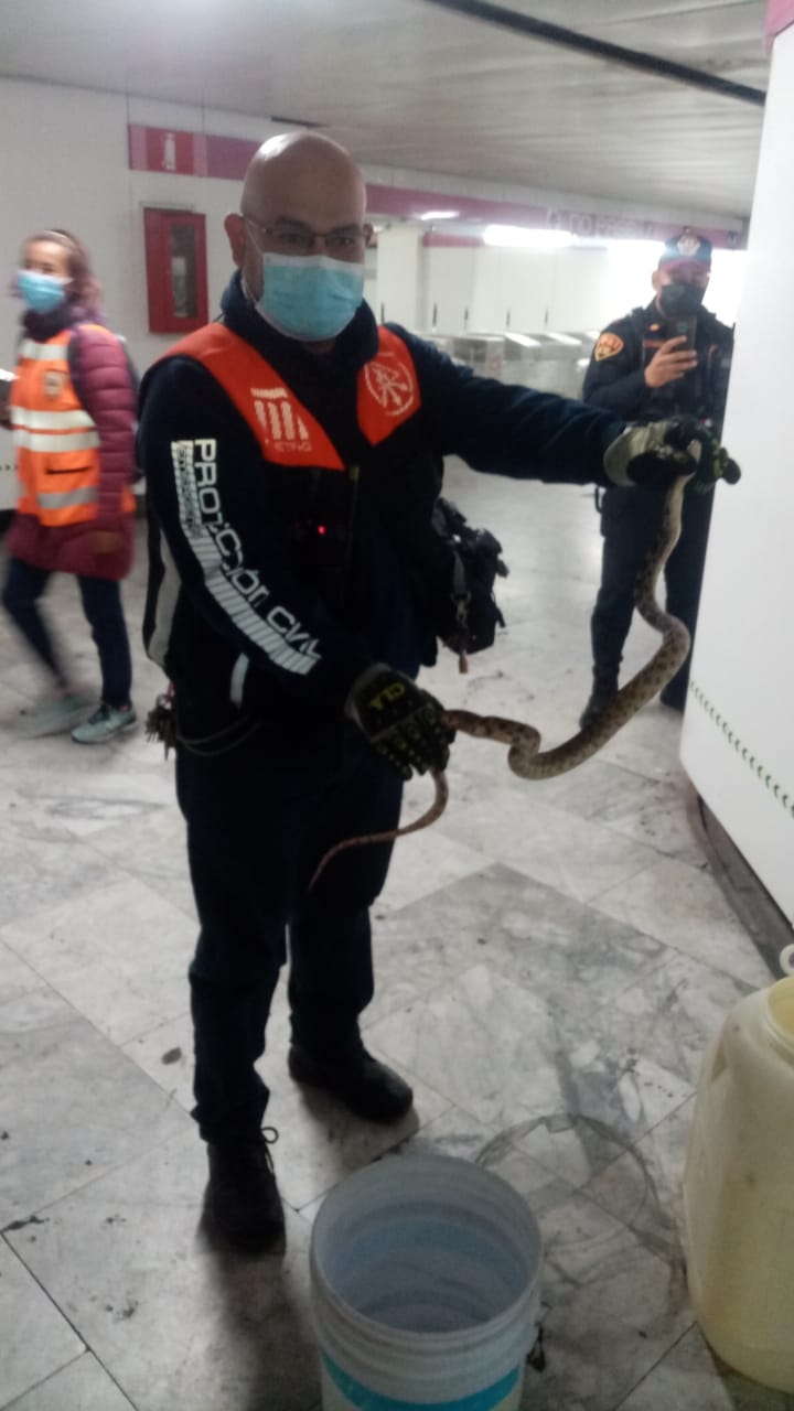 La serpiente fue capturada por la Policía Bancaria e Industrial (PBI) de la Secretaría de Seguridad Ciudadana