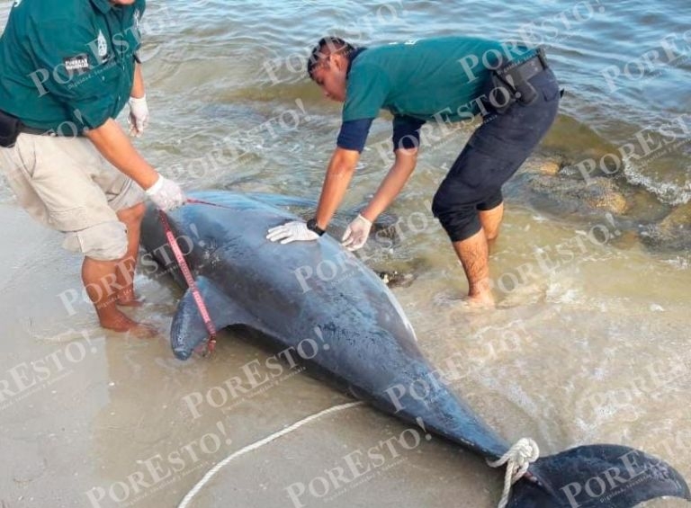Un enorme delfín quedó varado en las costas de Chelem el pasado fin de semana
