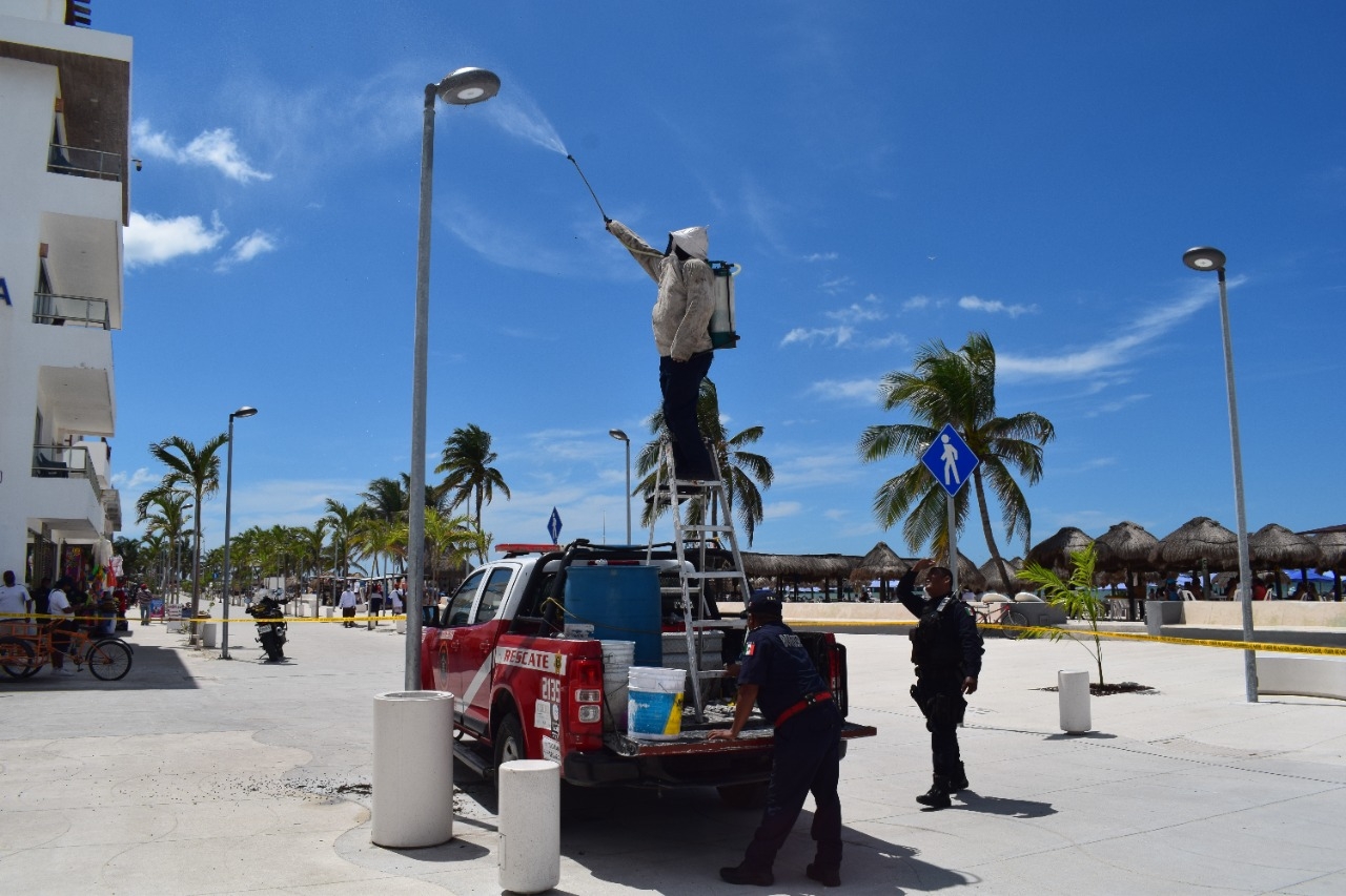 Enjambre de abejas en una luminaria del malecón de Progreso pone en peligro a turistas