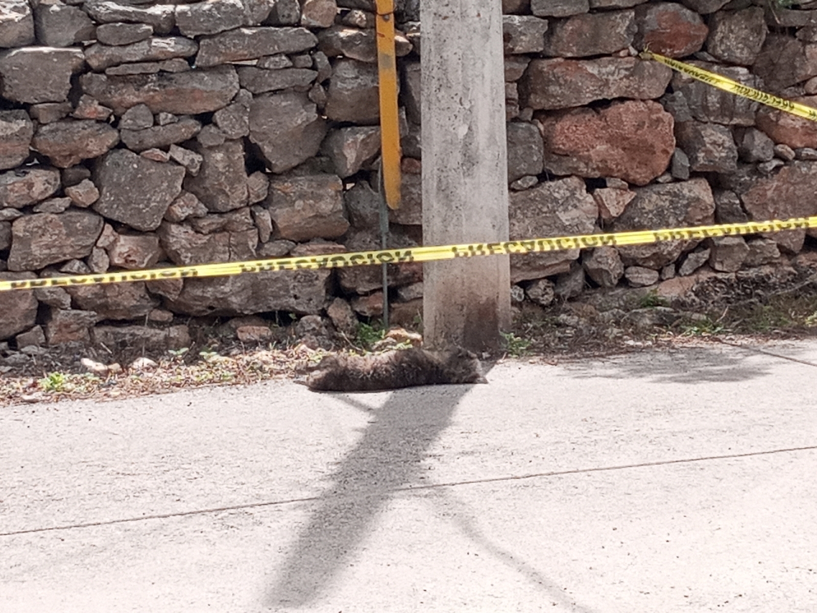 Hombre enfurece y mata a su mascota con una madera en Baca, Yucatán