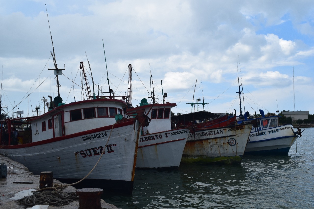 Pescadores de Progreso arriesgan su presupuesto para retomar la temporada de pulpo