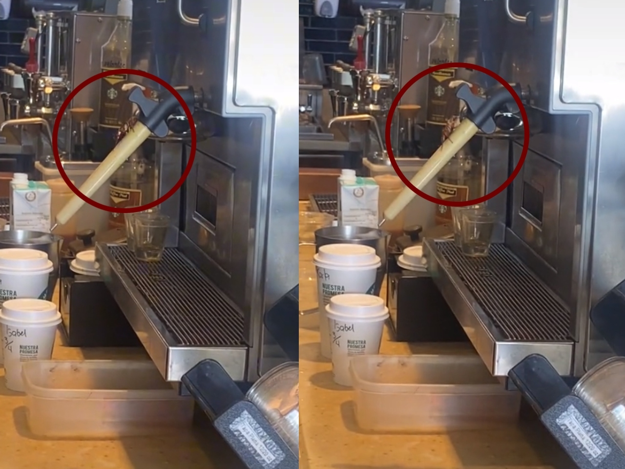 La grabación muestra cómo una cucaracha es retirada de la máquina de café luego de haberse brevemente subido a ella en un Srabucks